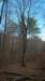 whisperingtree_small.jpg