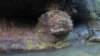 _7259_small.jpg