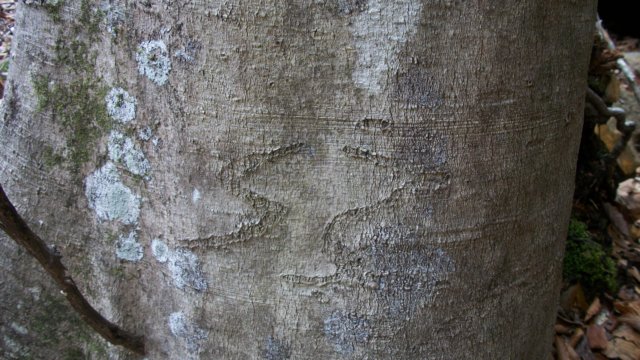 arborglyph3.jpg