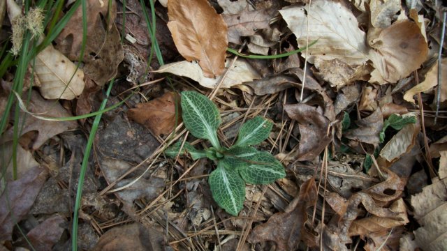 rattlesnakeplantain.jpg