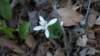 bloodroot2_small.jpg