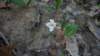 bloodroot_small.jpg