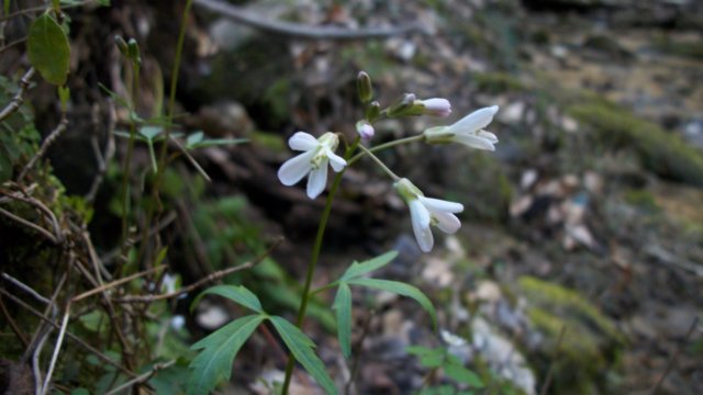 cutleaftoothwort.jpg