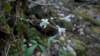 cutleaftoothwort_small.jpg