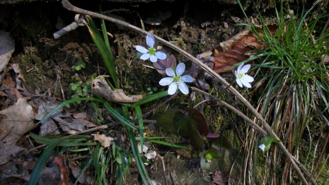 hepatica.jpg
