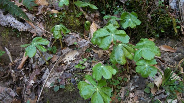 mayapples.jpg