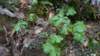 mayapples_small.jpg