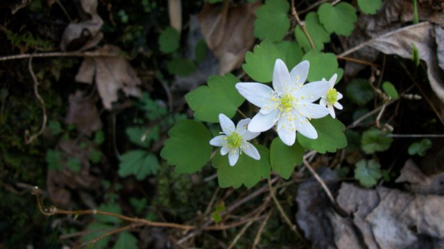 rueanemone.jpg