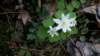 rueanemone_small.jpg