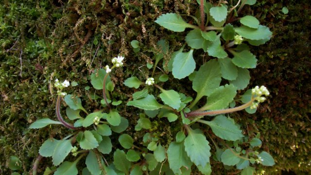 saxifrage.jpg