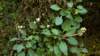 saxifrage_small.jpg