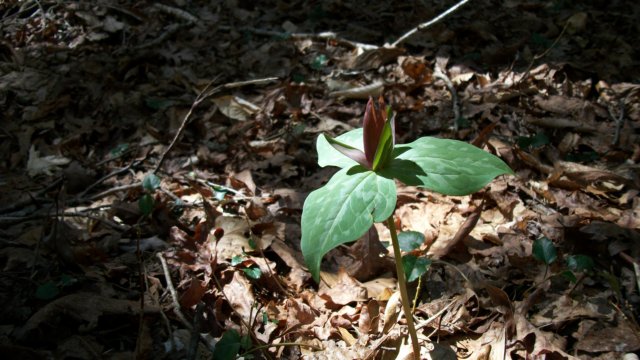 trillium6.jpg