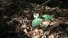 trillium6_small.jpg