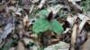 trillium8_small.jpg