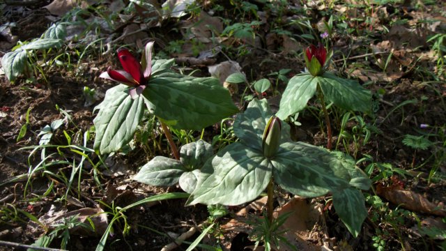 http://www.weathermansam.com/photos/2011p/031211sipsey/trillium9.jpg