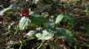 trillium9_small.jpg