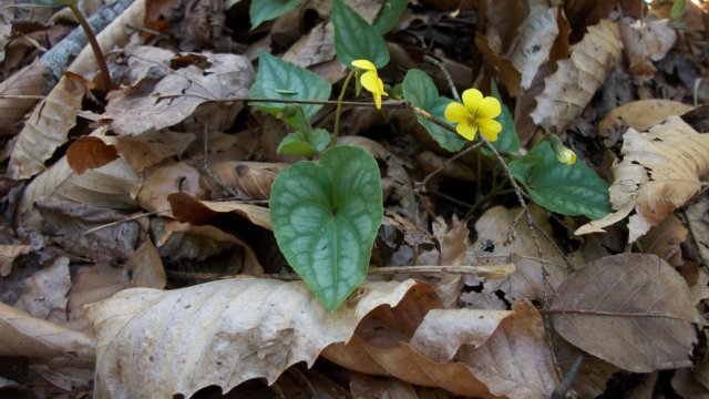 yellowviolet.jpg