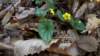 yellowviolet_small.jpg