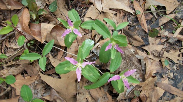 leasttrillium3.jpg