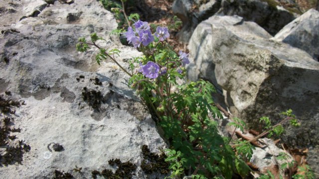 phacelia.jpg