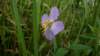 _2031_small.jpg