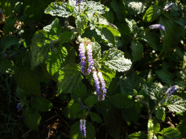 indianheliotrope.jpg