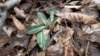 rattlesnakeplantain_small.jpg