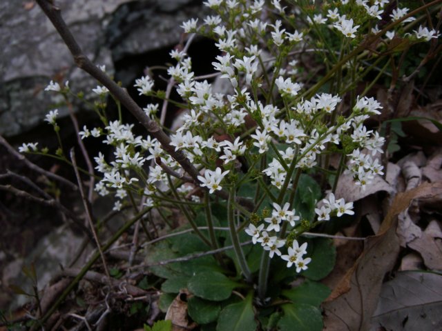 earlysaxifrage.jpg