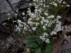 earlysaxifrage_small.jpg