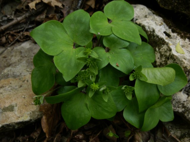 hepatica.jpg