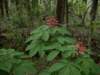 redbuckeye_small.jpg