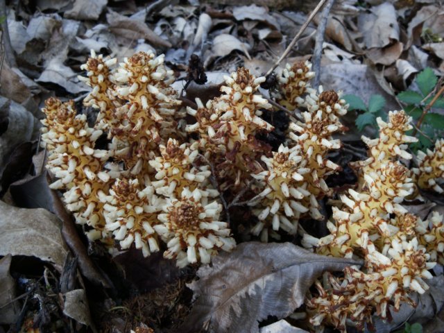 squawroot.jpg
