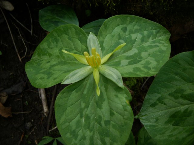 yellowtrillium.jpg
