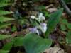 p3311204_small.jpg
