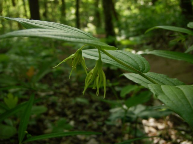 fairybells.jpg