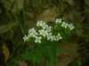p4222046_small.jpg