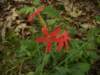 p4222056_small.jpg