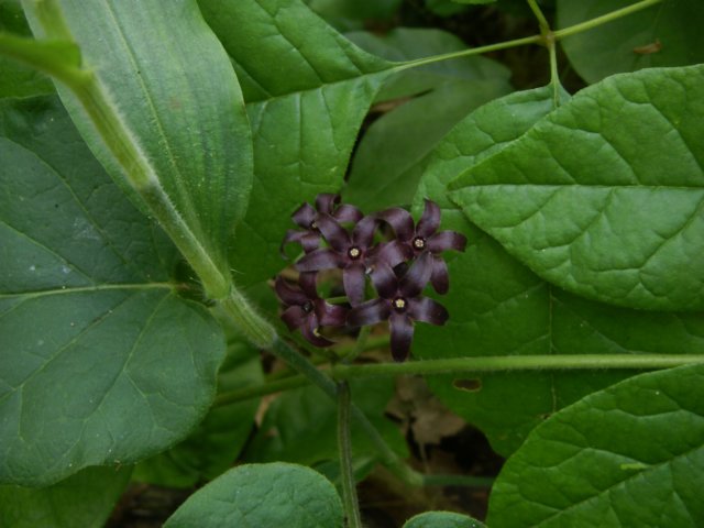 p4222072.jpg