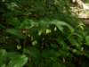 p4222095_small.jpg