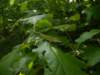 anole_small.jpg