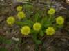 dwarfmilkwort_small.jpg