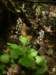 foamflower_small.jpg