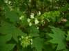 oakleafhydrangea_small.jpg