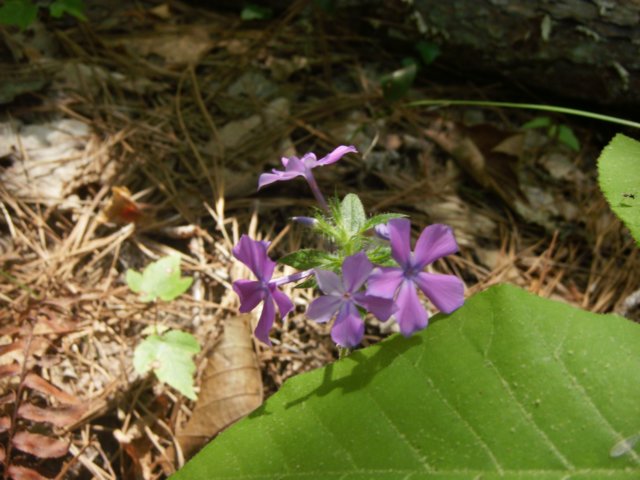 woodphlox.jpg
