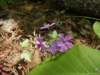 woodphlox_small.jpg