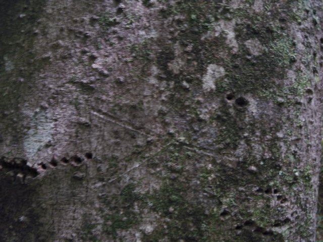 p5110059.jpg