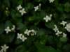 p5110124_small.jpg