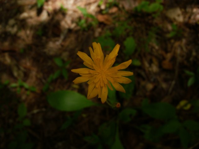 p5110216.jpg