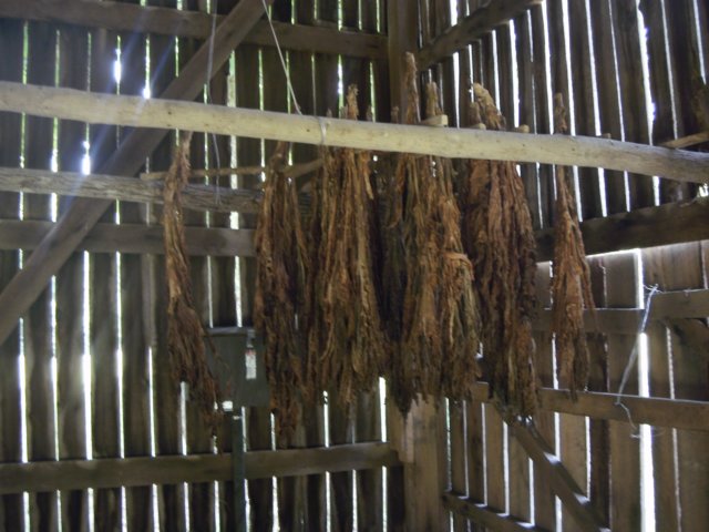 tobaccofarm.jpg