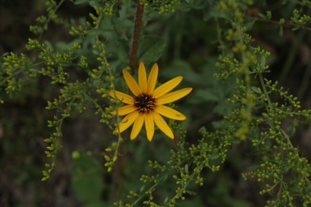 narrowleafsunflower.jpg